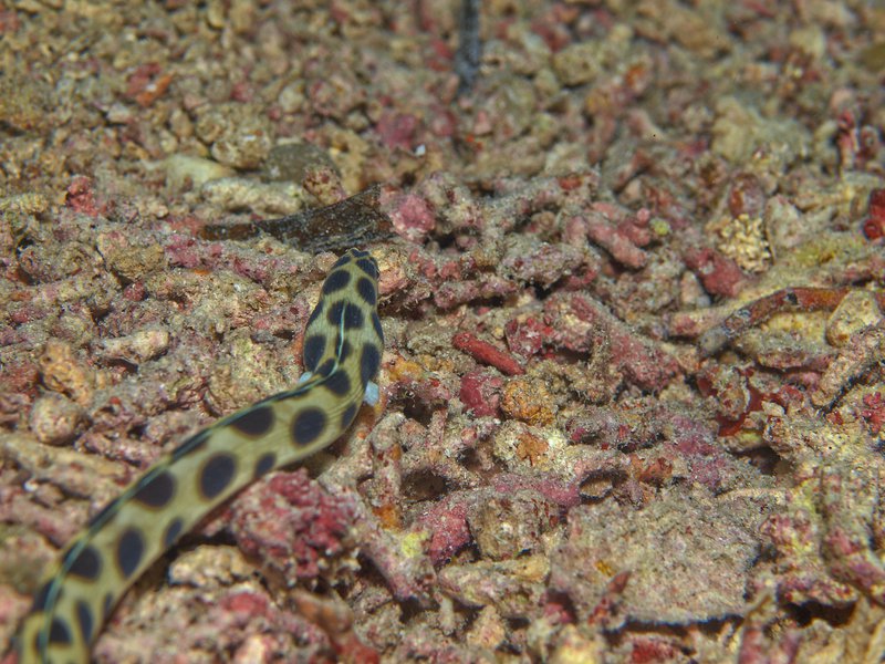 Bounty, Snake Eel